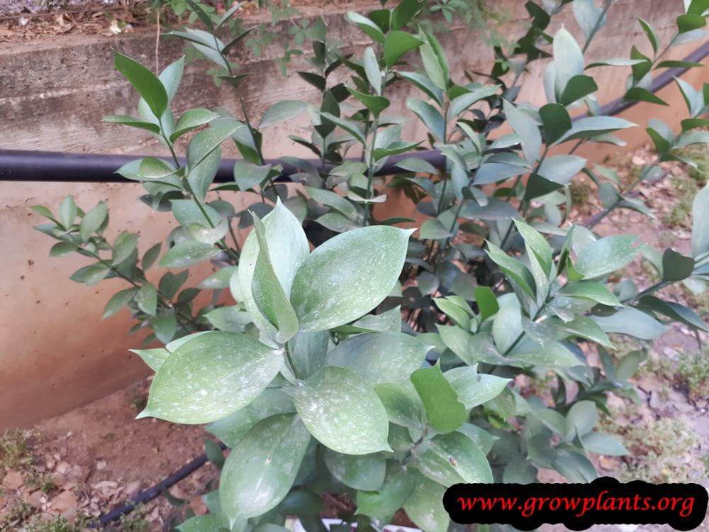 Israeli ruscus grow and care