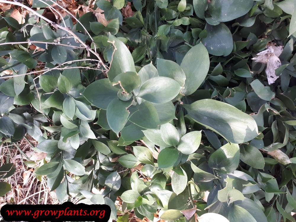 Israeli ruscus plant care