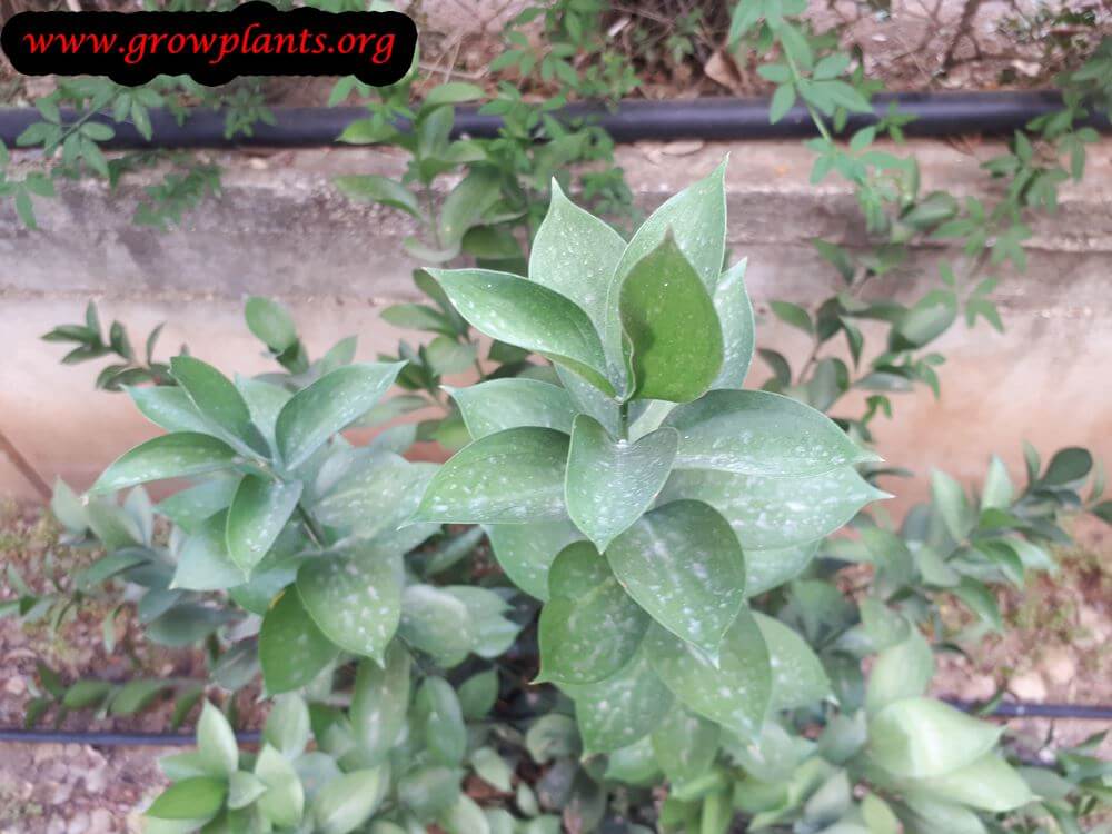 Israeli ruscus plant