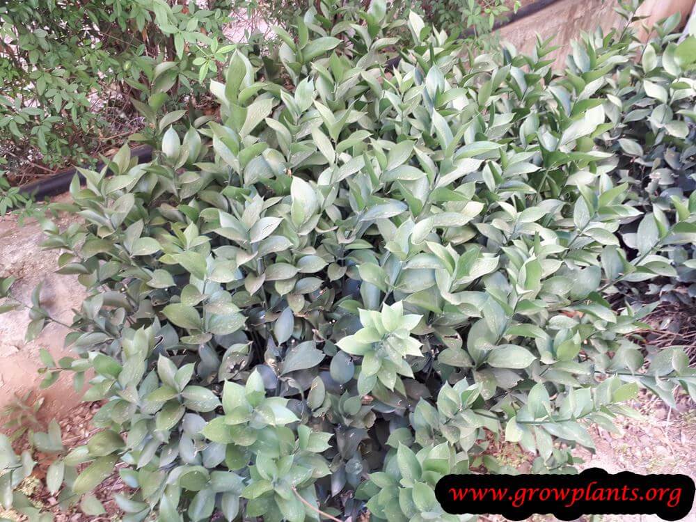 Israeli ruscus plant florist