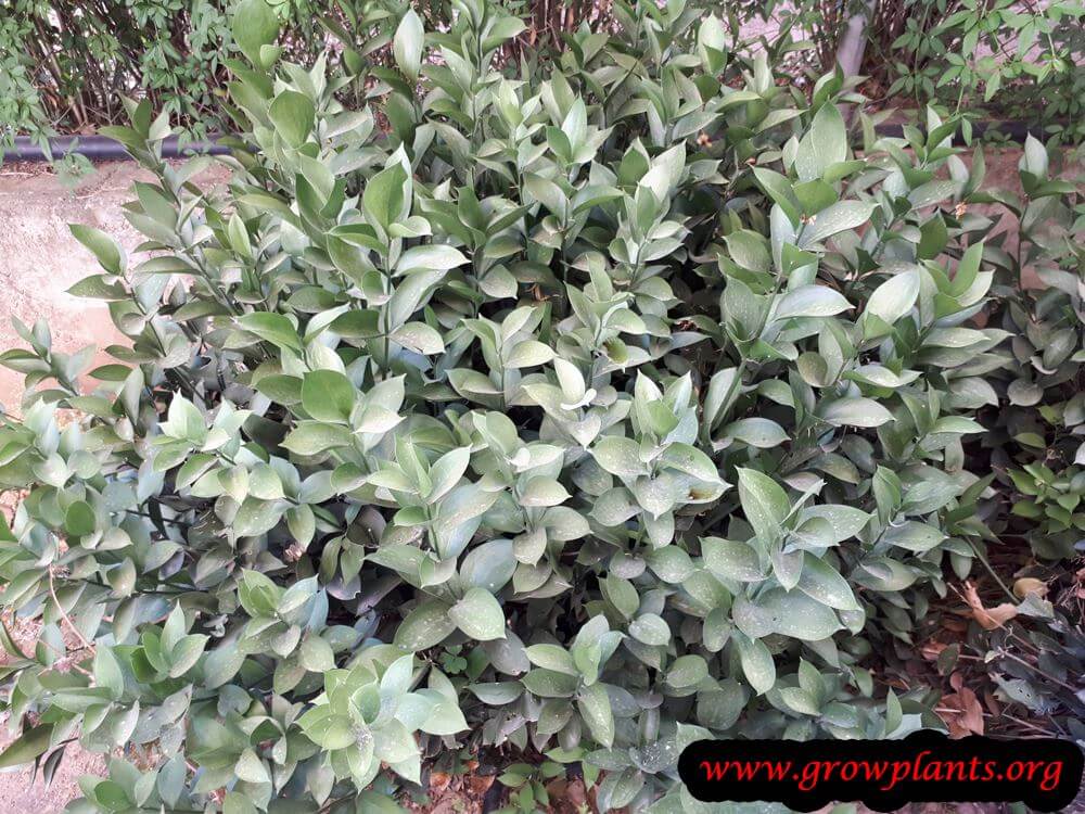 Israeli ruscus start from cutting