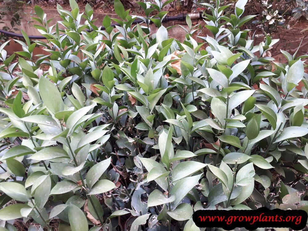 Israeli ruscus care