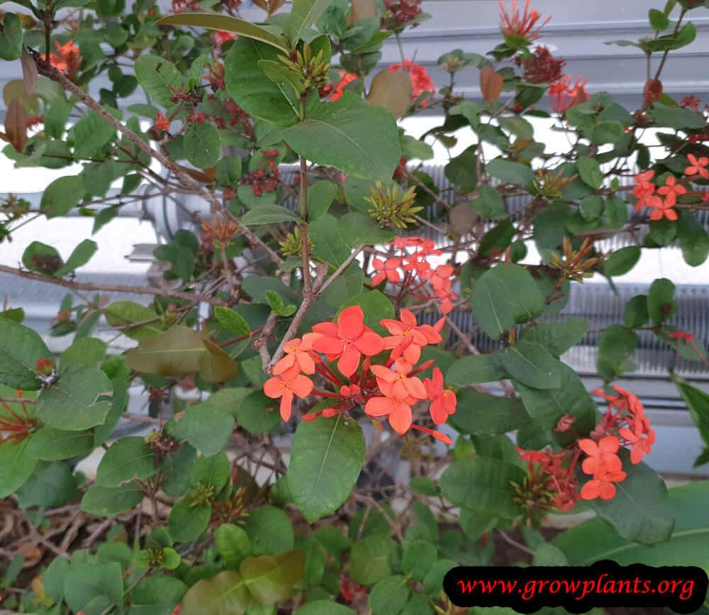 Ixora javanica