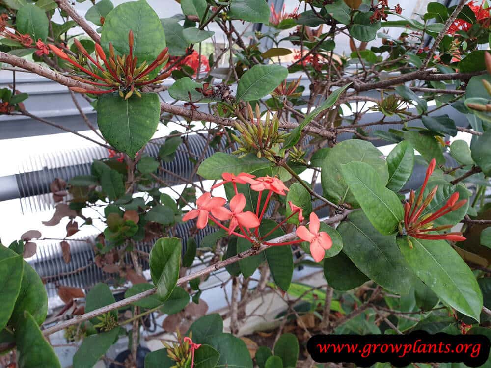 Ixora javanica plant care