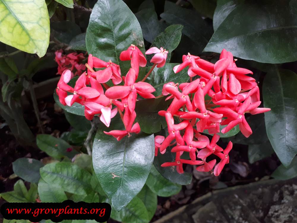 Ixora plant
