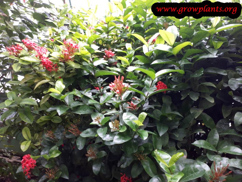Ixora plant care