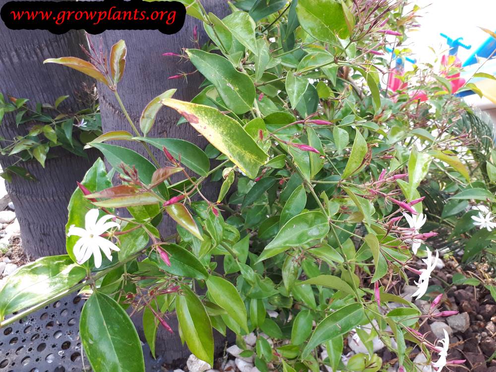 Jasminum laurifolium