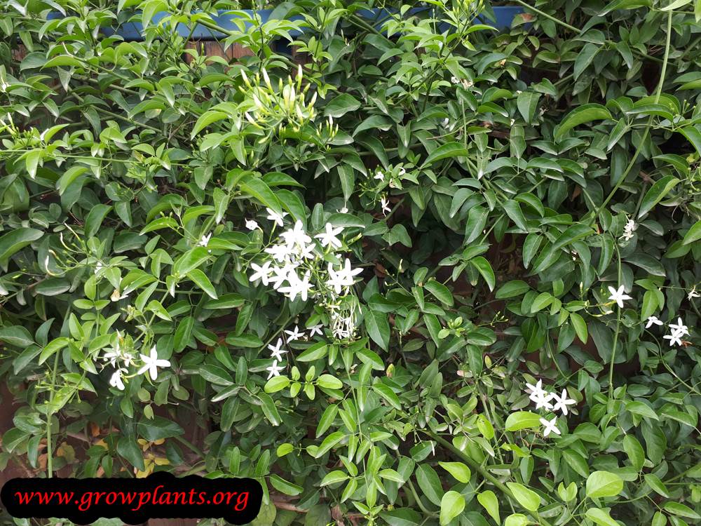 Growing Jasminum officinale