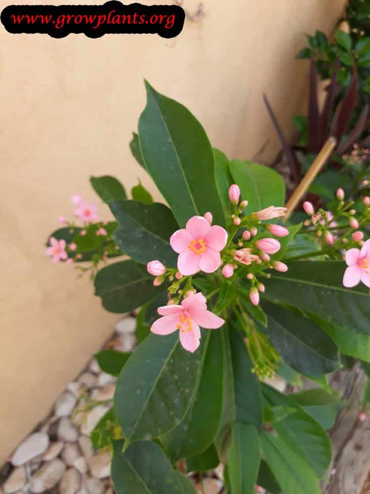 Jatropha integerrima How to grow & care