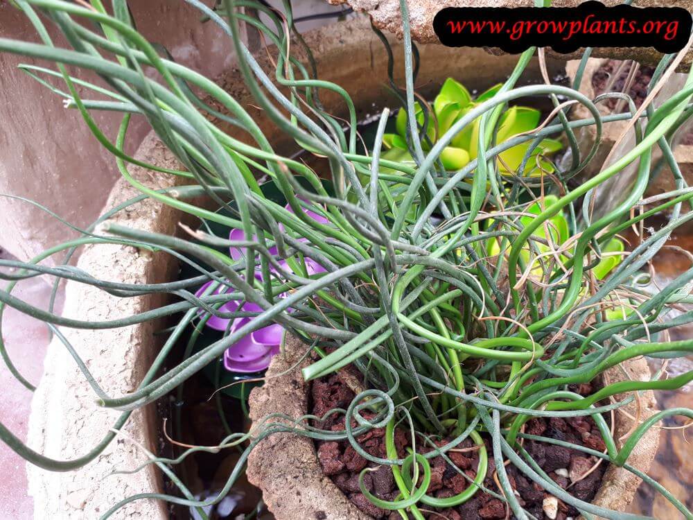 DescriptionJuncus effusus 'Spiralis