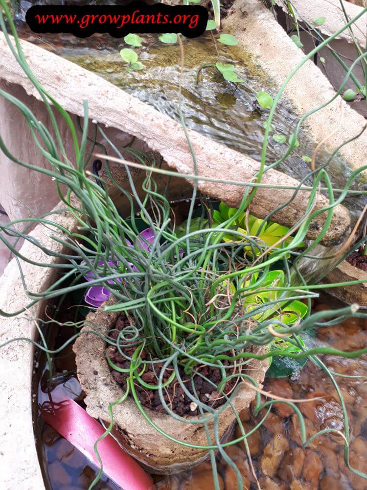 Juncus Spiralis