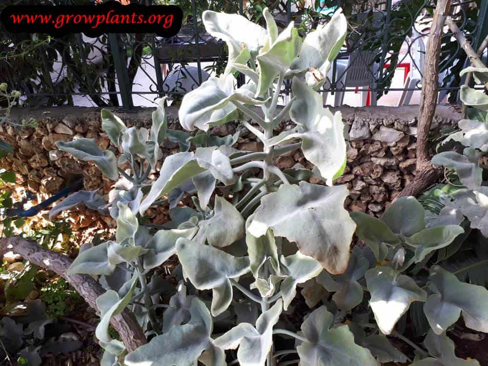 Kalanchoe beharensis grow