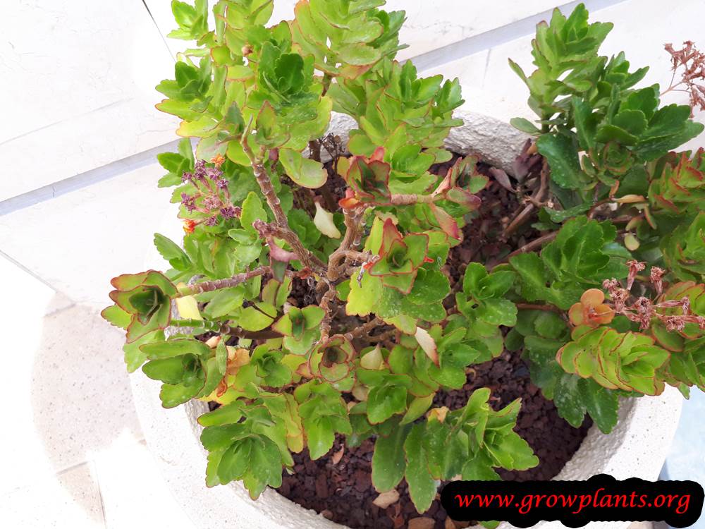Kalanchoe blossfeldiana grow and care