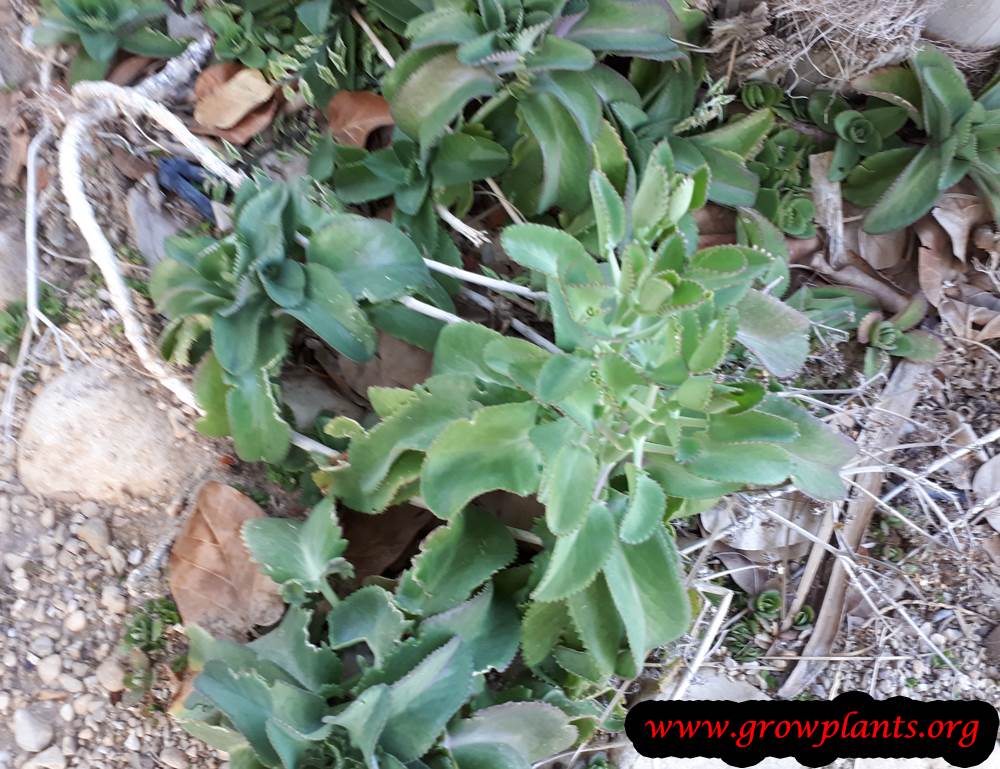 Kalanchoe gastonis-bonnieri