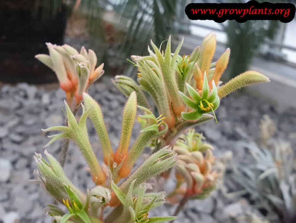 Kangaroo Paw How To Grow Care kangaroo-paw-how-to-grow-care