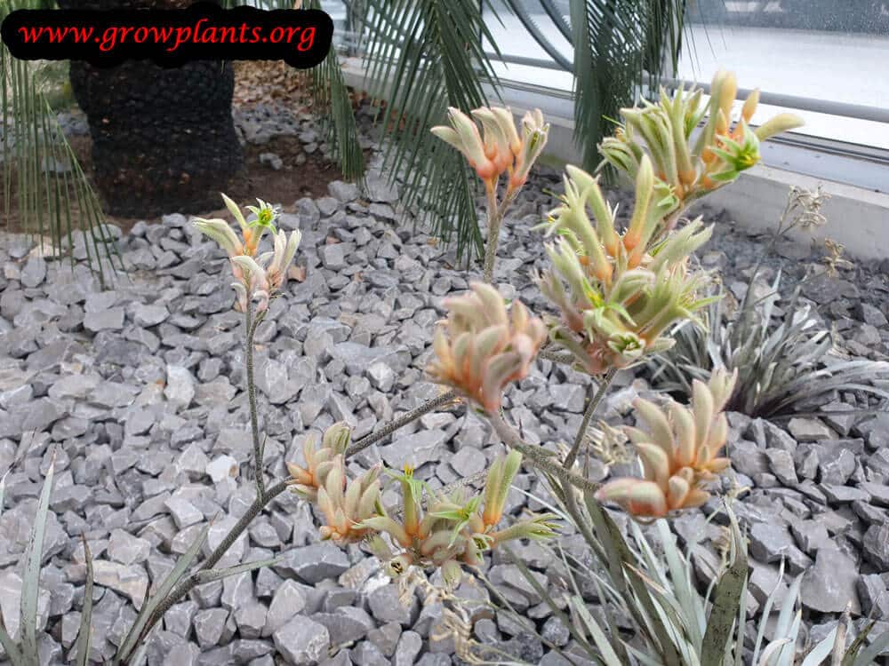 Kangaroo paw plant care
