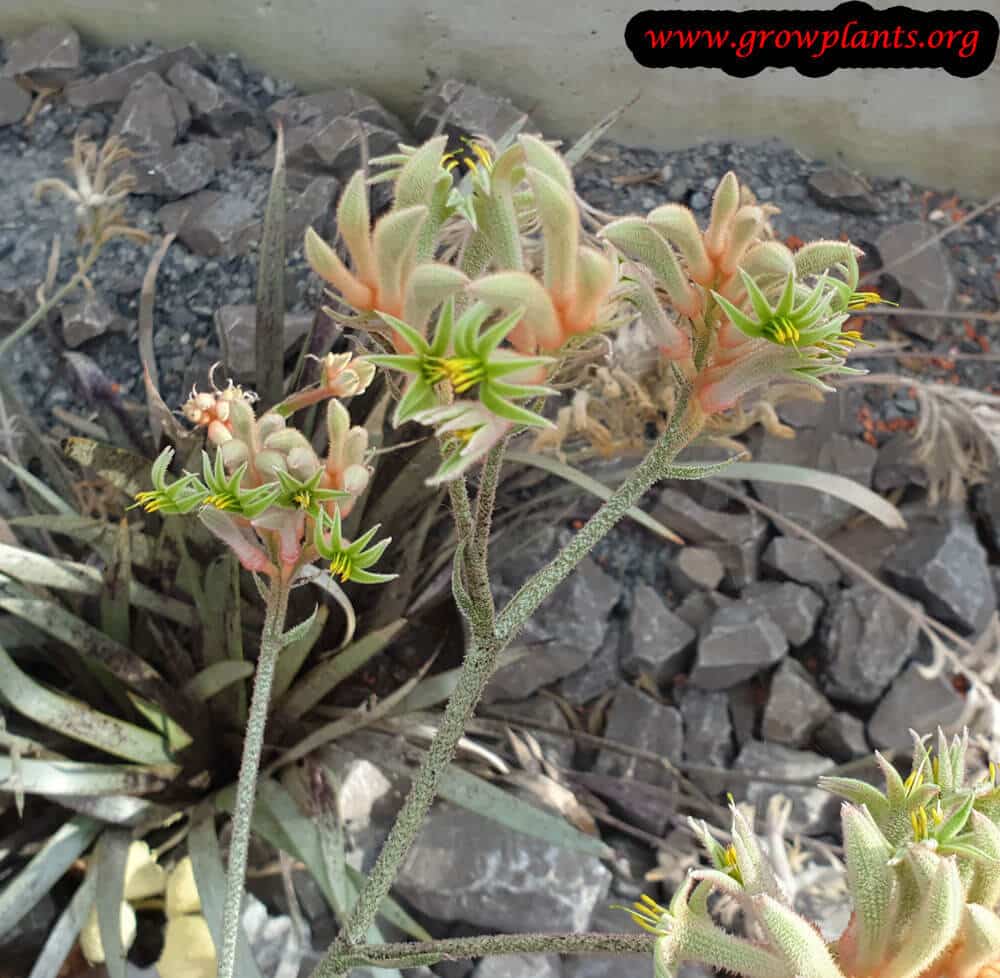 Anigozanthos Kangaroo paw