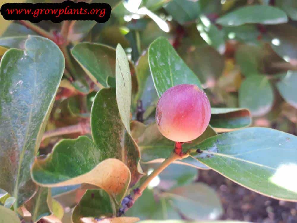Karonda fruit
