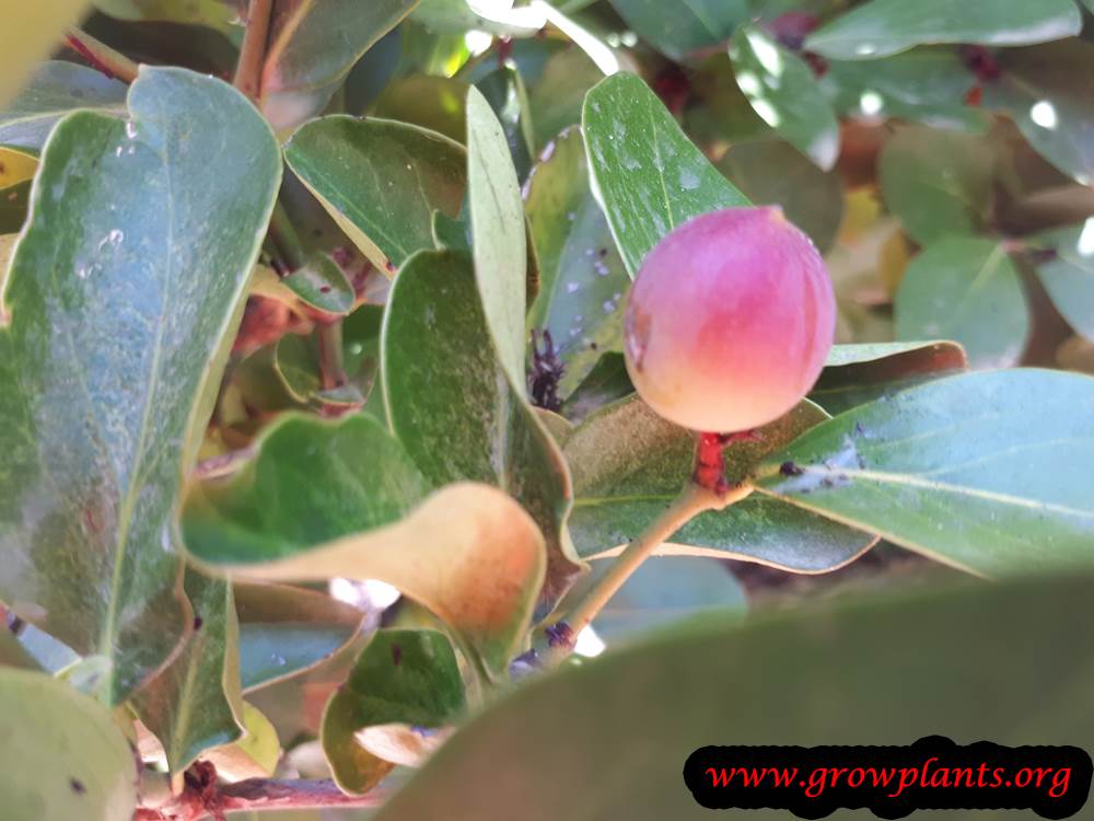 Karonda plant care