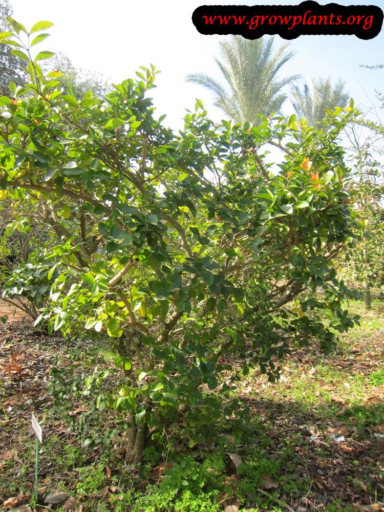 Karonda tree