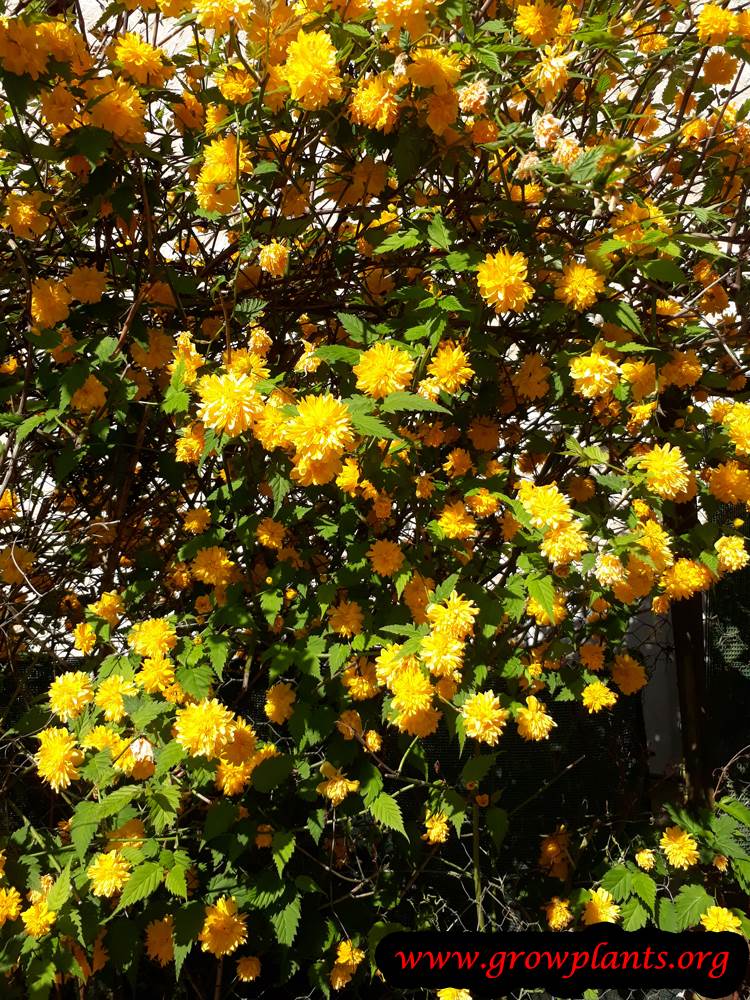 Kerria japonica