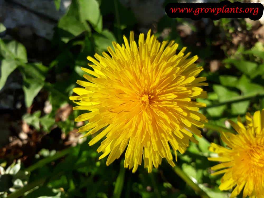 Kerria japonica flower