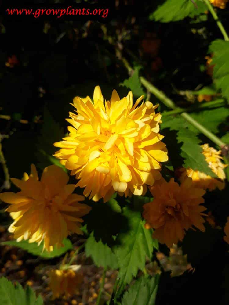 Growing Kerria japonica