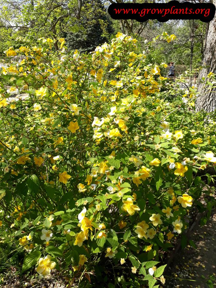 Kerria japonica hedge plant