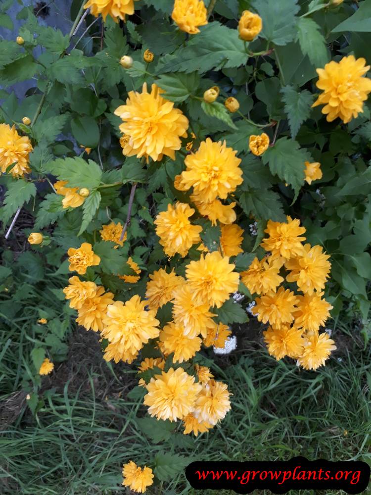 Kerria japonica Pleniflora