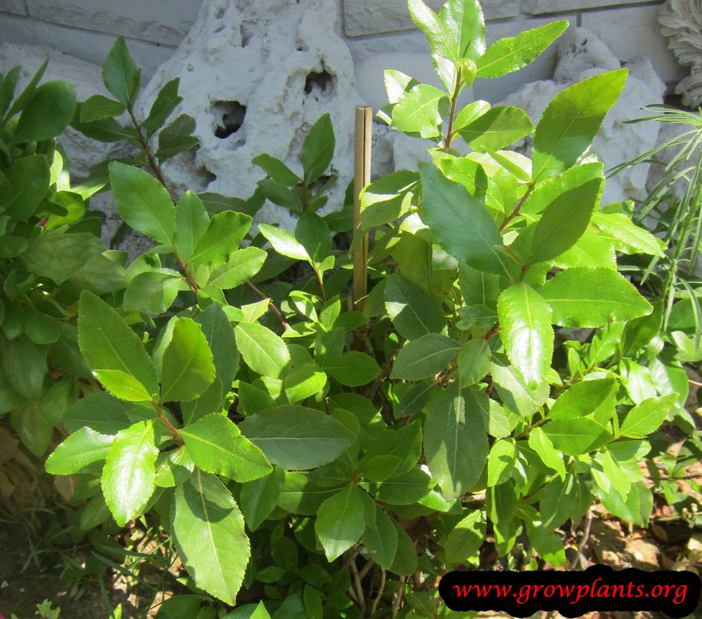 Khat