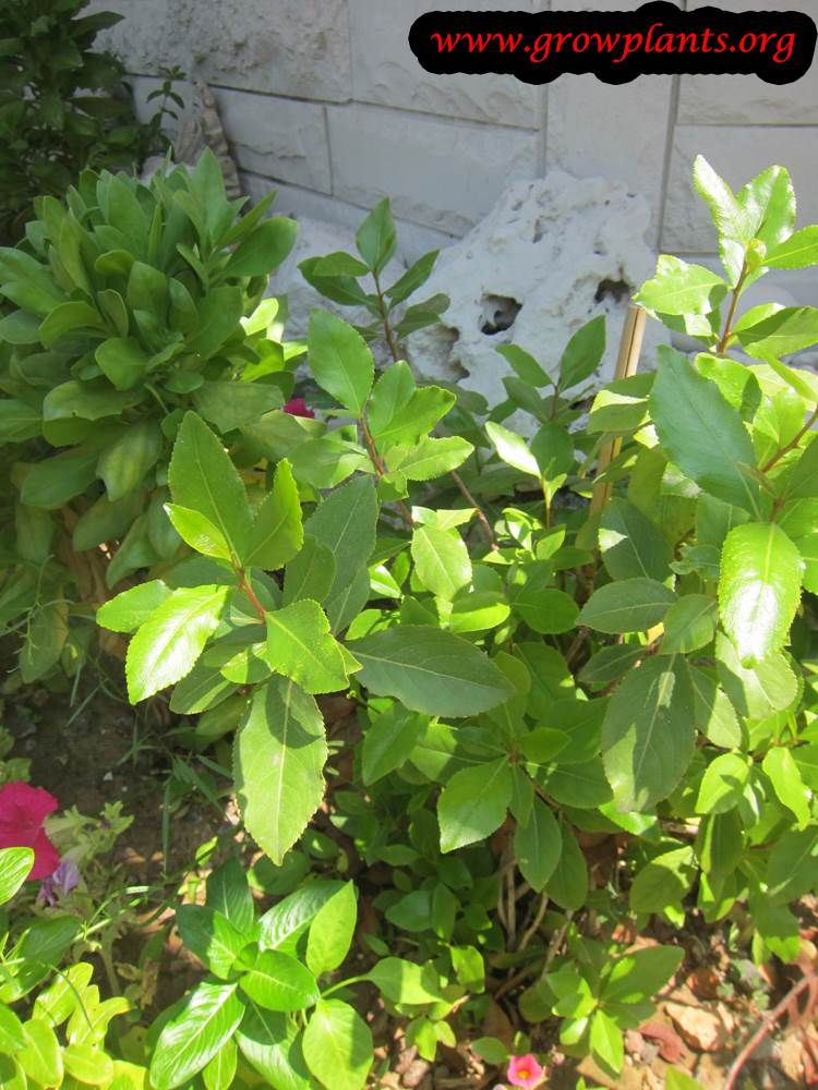 Khat leaves