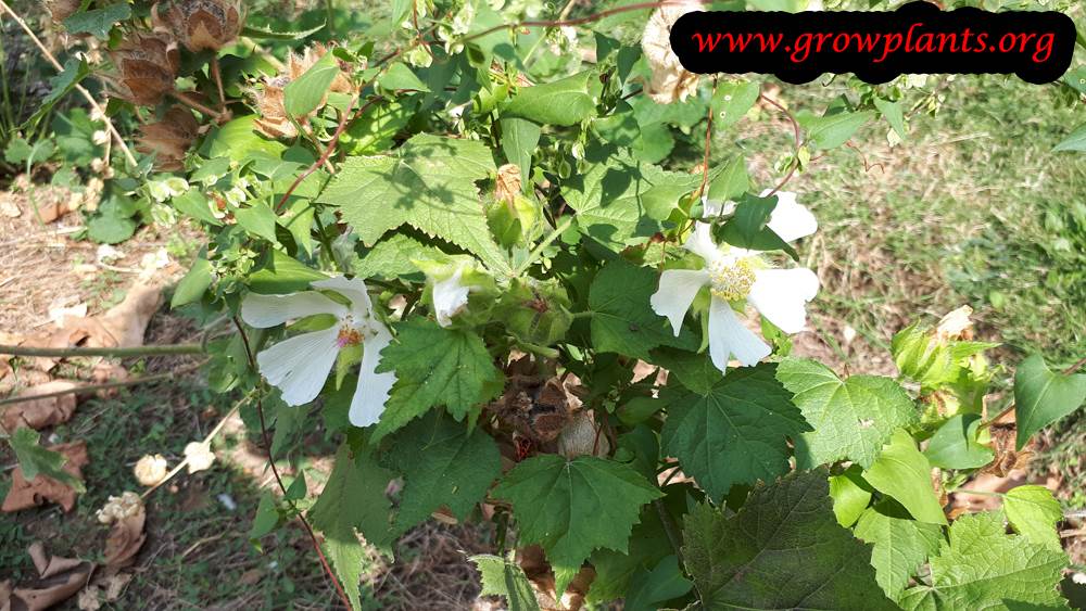 Kitaibelia vitifolia plant care