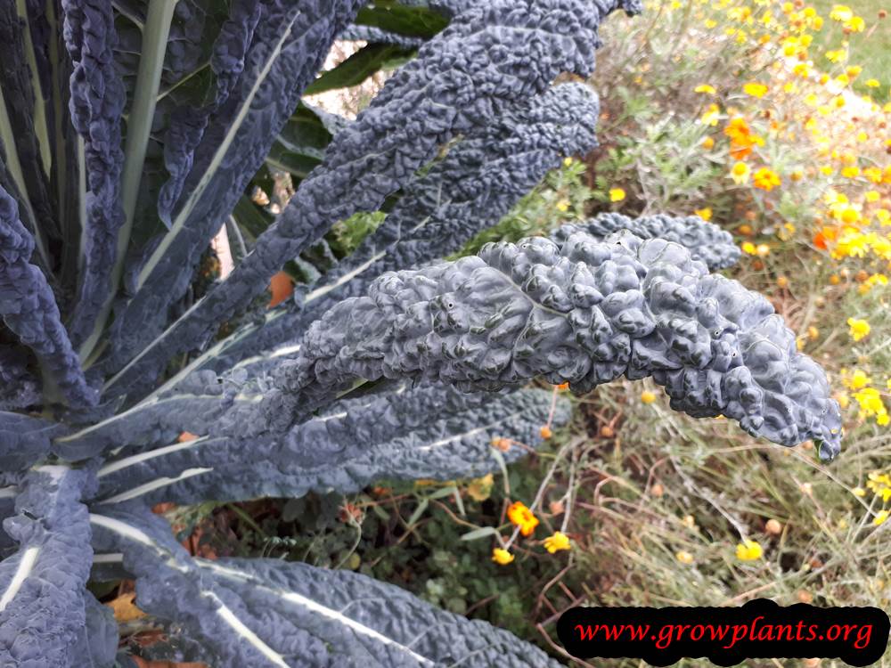 Lacinato Kale leaves