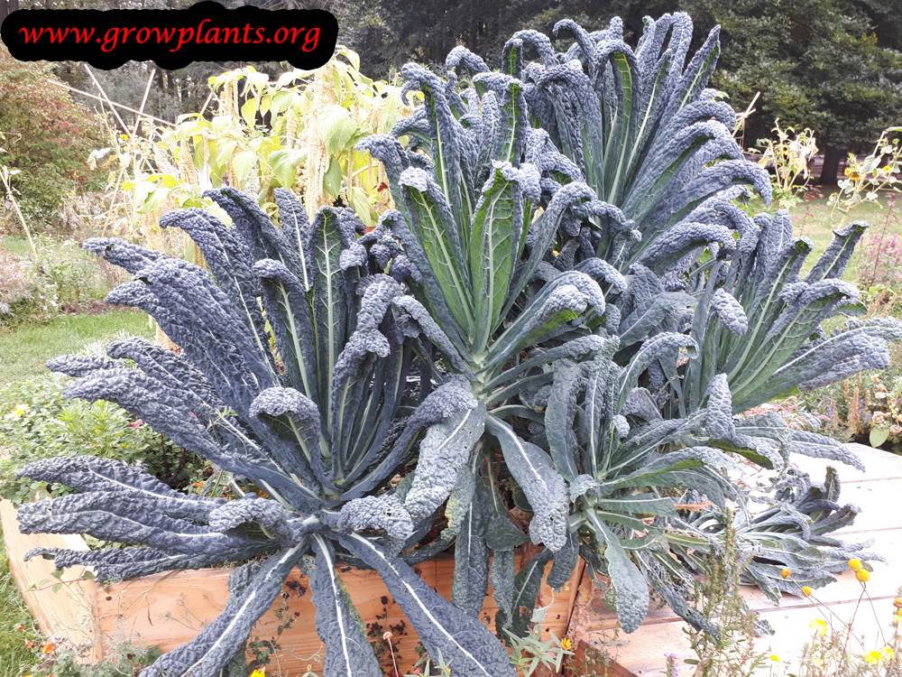 Growing Lacinato Kale plant