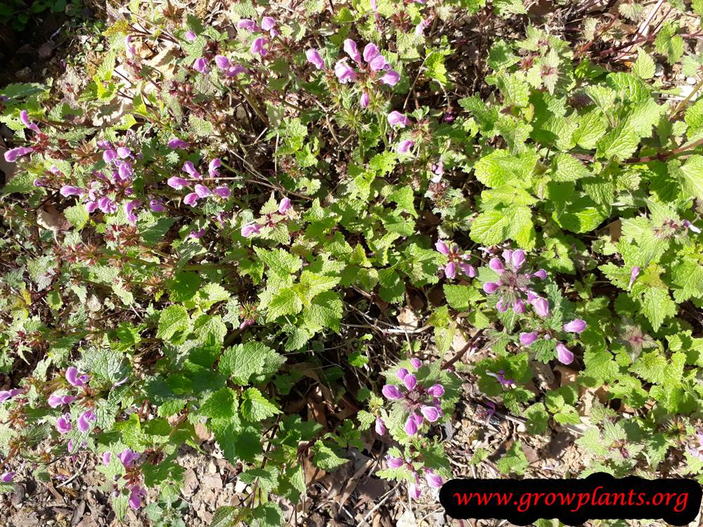 Lamium maculatum