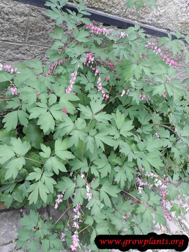 Lamprocapnos spectabilis