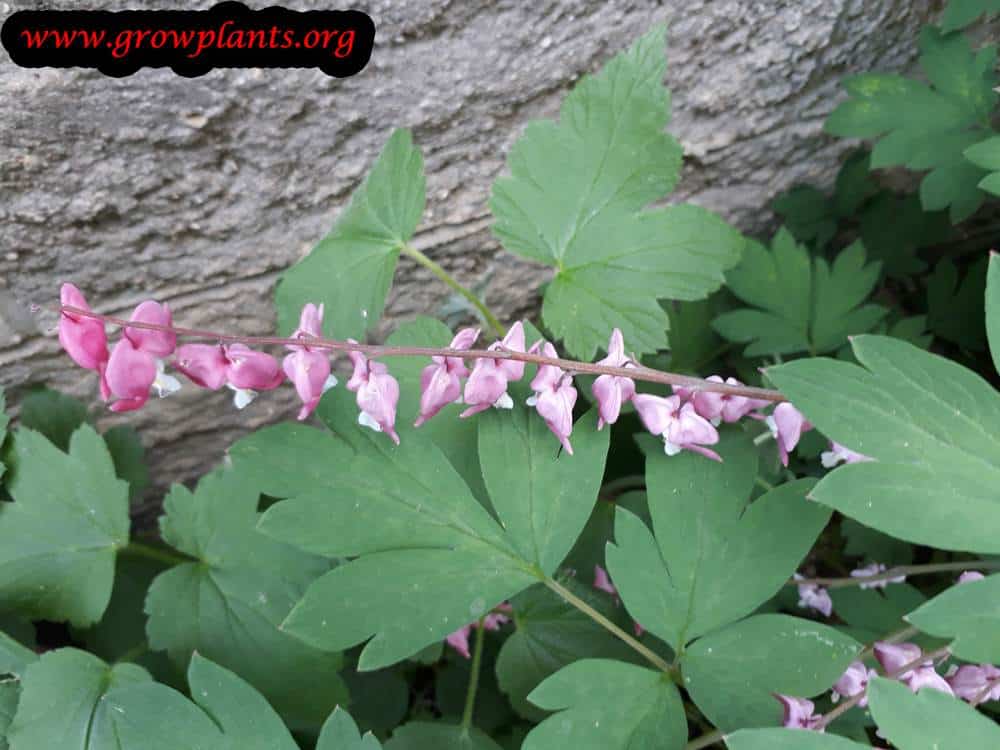 Lamprocapnos spectabilis plant care