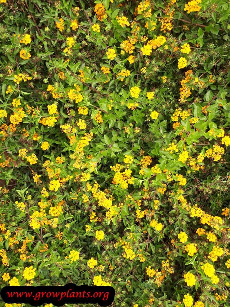Lantana new gold planting season