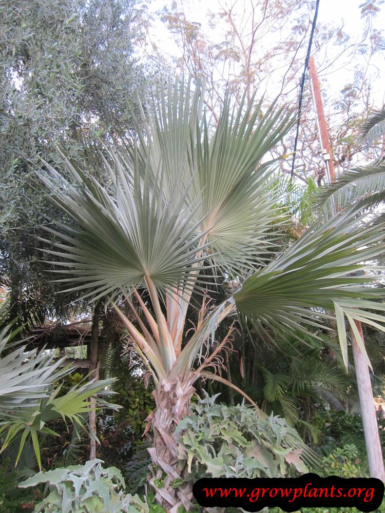 Latania lontaroides