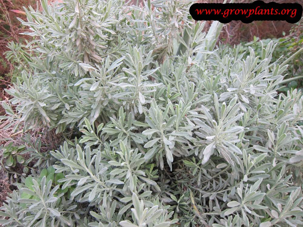 Lavandula angustifolia plant care
