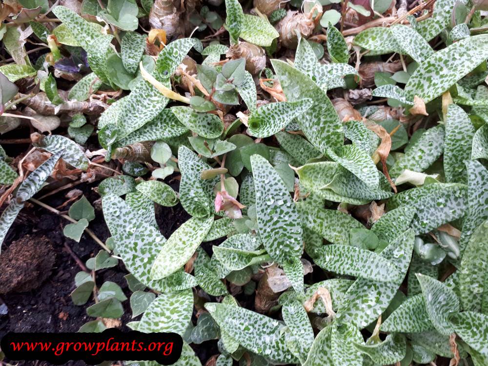 Silver squill