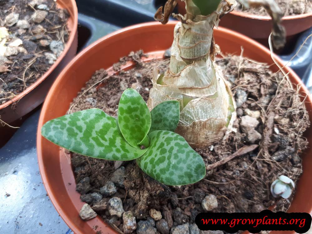Silver squill plant care