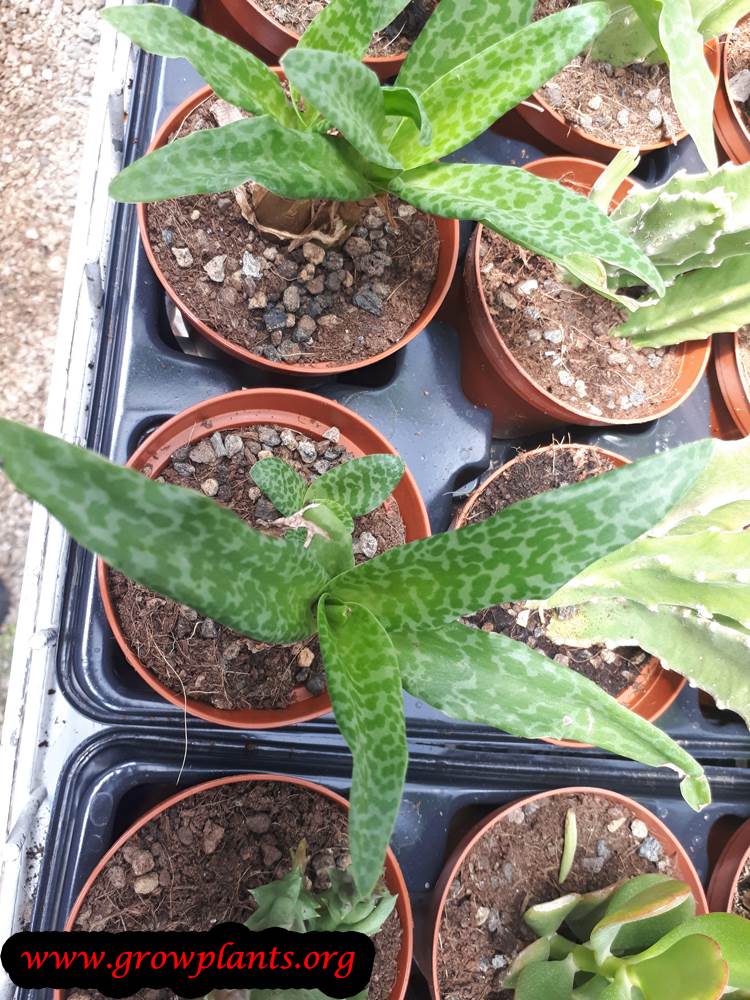 Wood hyacinth plant care