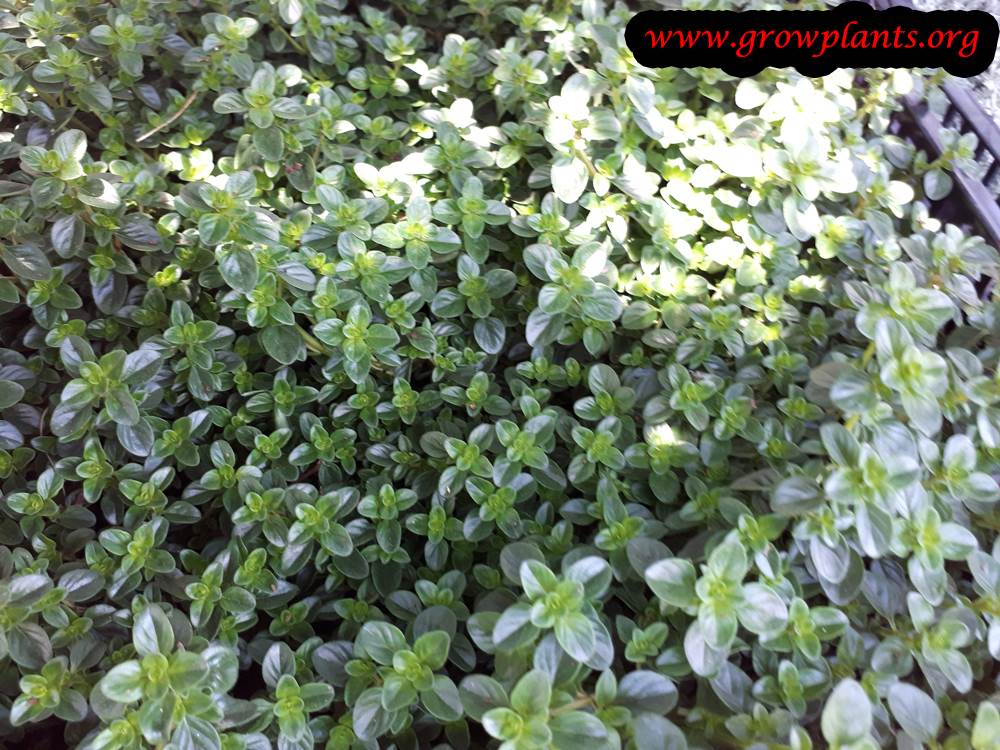 Lemon thyme plant care