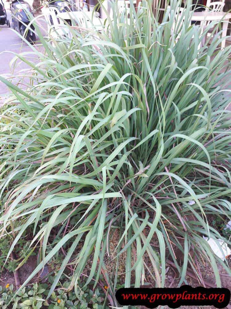 Harvest Lemongrass plant