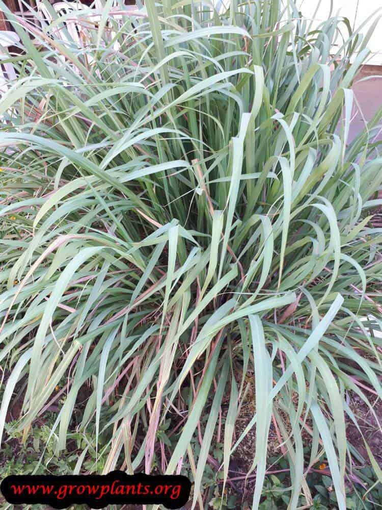 Lemongrass plant leaves