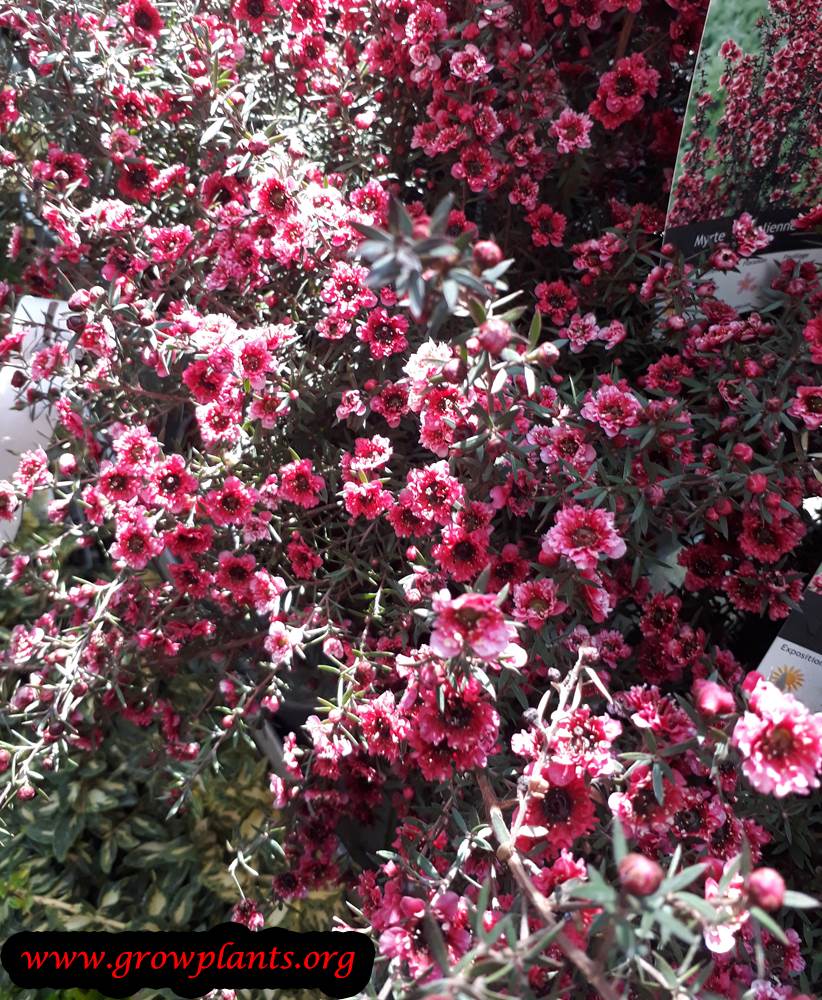 Leptospermum scoparium