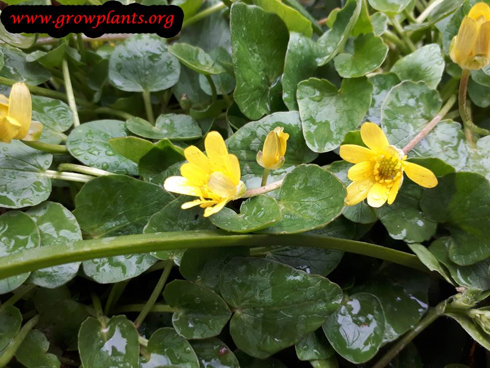 Lesser celandine