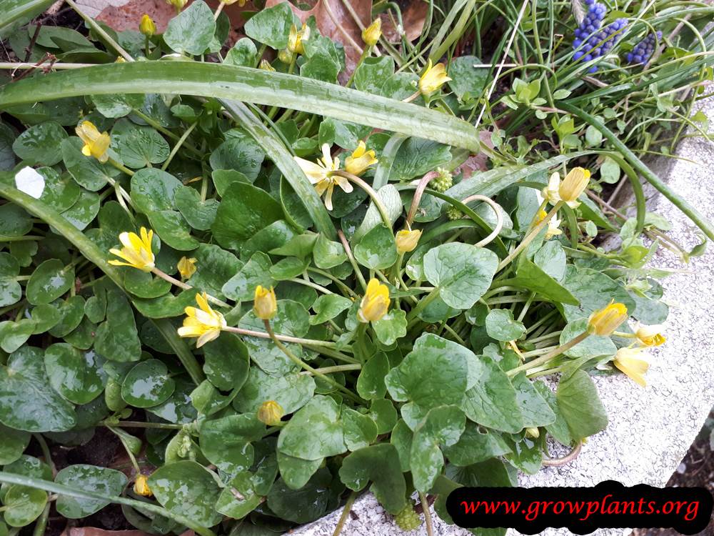 Lesser celandine plant care