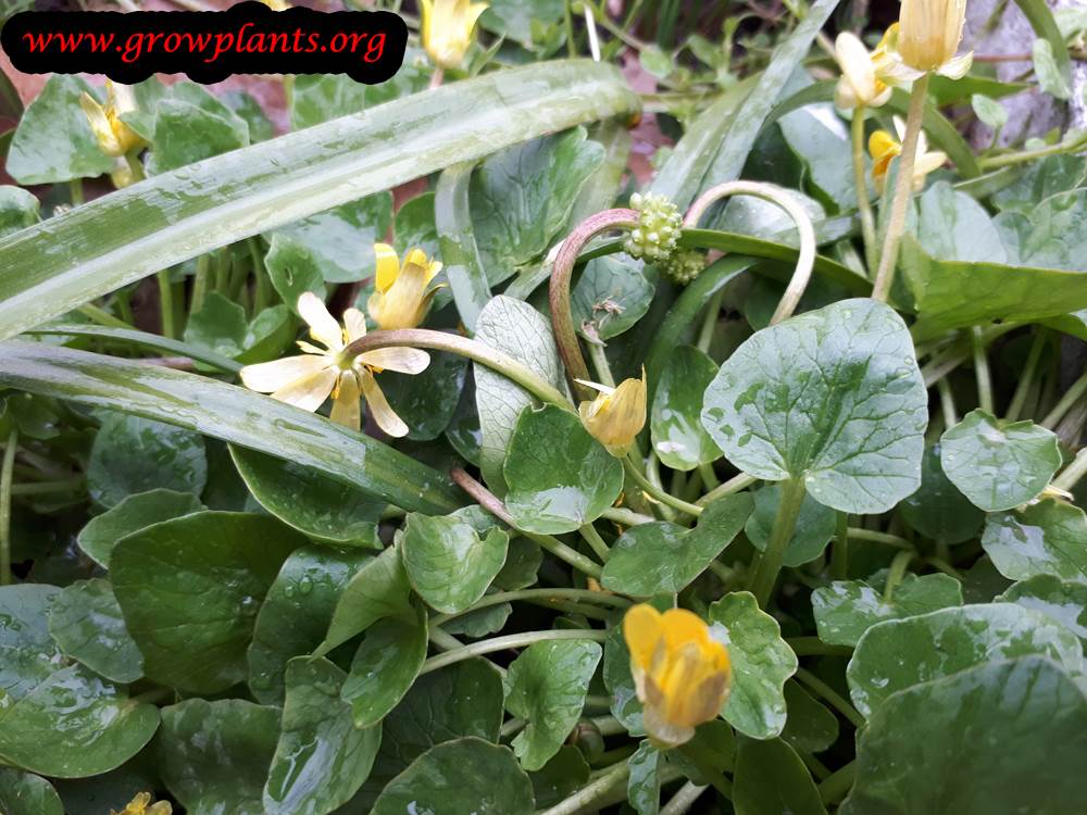 Growing Lesser celandine